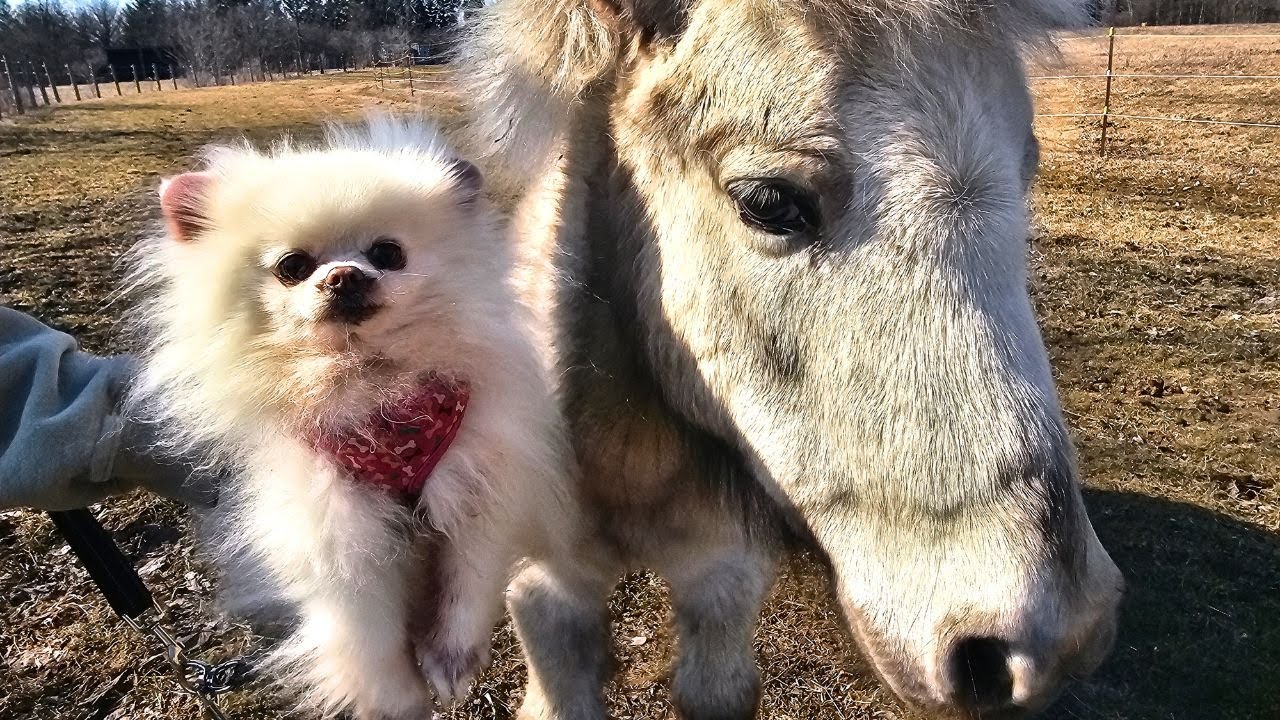 The little dogs met some not so little farm animals