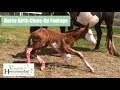 Horse Birth!  Close up footage // Versatile Horsemanship