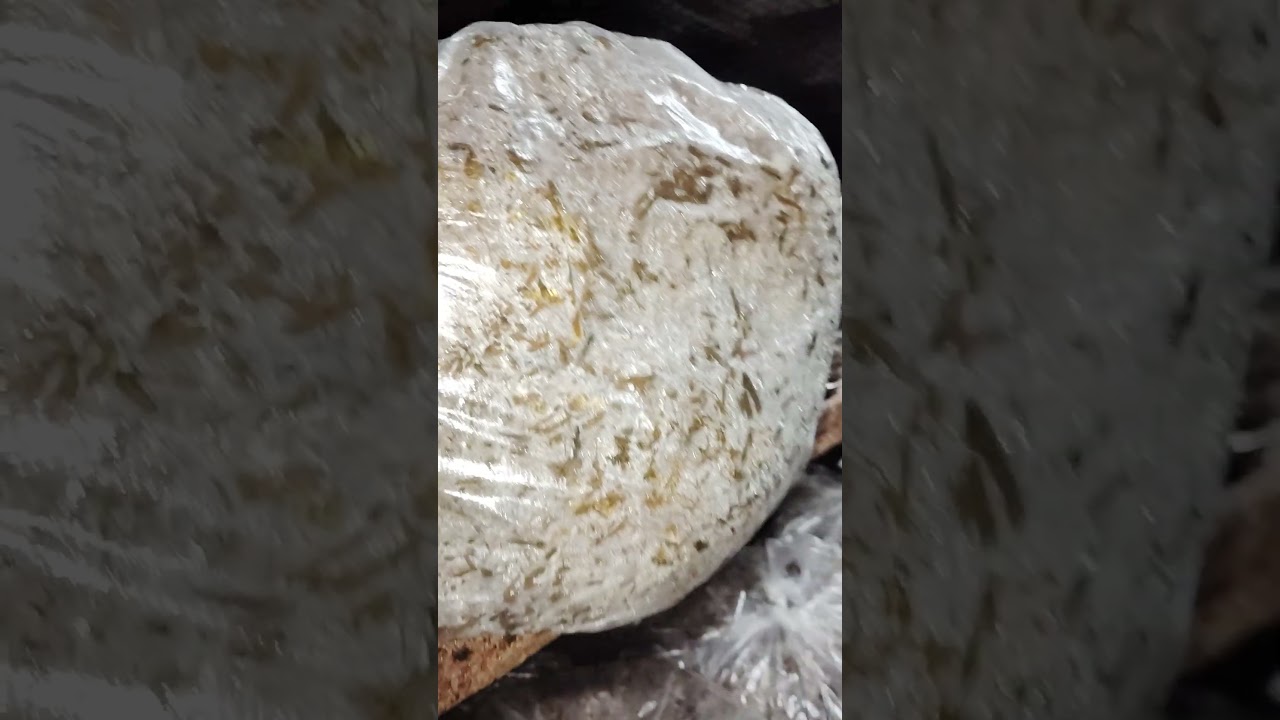 mycelium growth 📈 