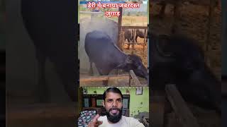 harial wale kya shandar tarika Cagayan @SajidSohna1  #sajidsohna #sajidchhotan #india #vlog