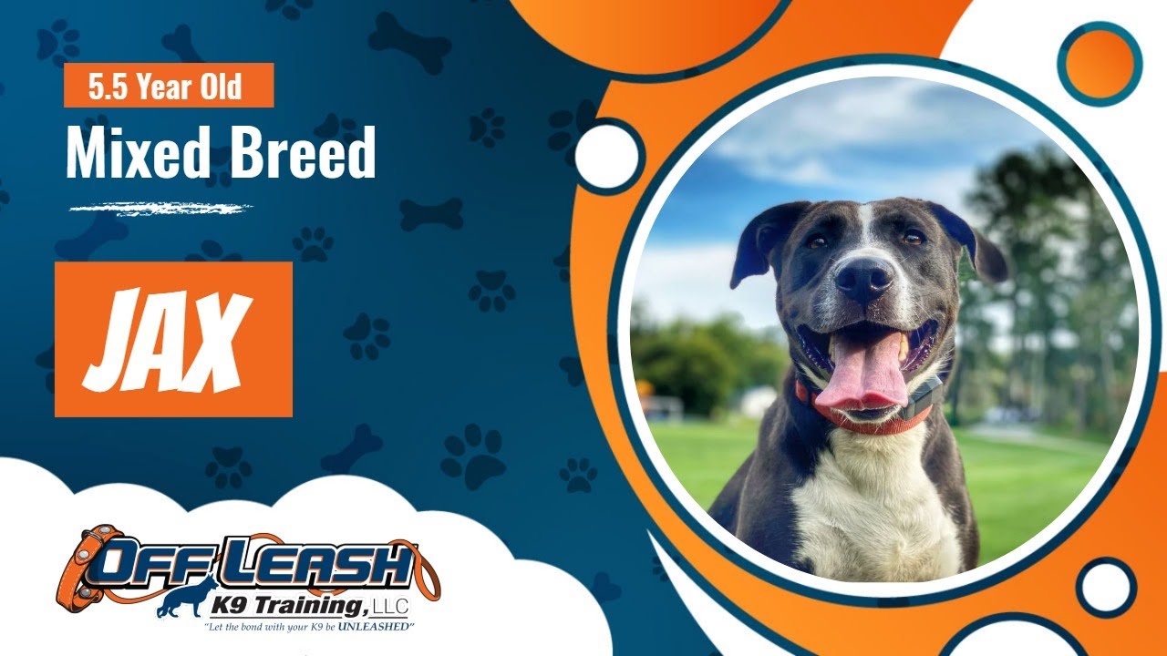 Mixed Breed Dog Training Christiansburg VA Dog Training Jax YouTube