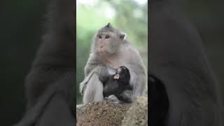 Lovely Mom Breastfeeding Baby Monkey