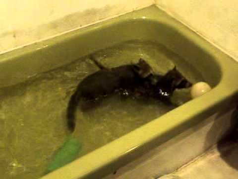 Elvis Raccoon Bathing the Raccoons