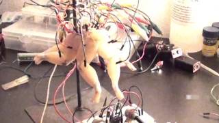 Experimental Frog Leg Installation