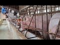 The process of renovating an old pig pen into a modern farm
