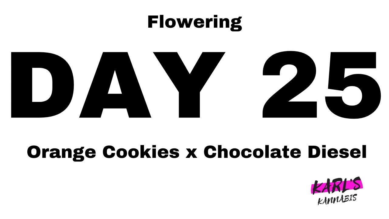 🌸  Flowering Day 25 Progress: Exploring Orange Cookies x Chocolate Diesel Cannabis Strain! 🌿