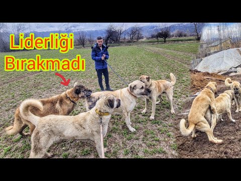 KEŞ DOÇKAYLA EŞLEŞTİ ~YAVRULAR YOLDA~BÜTÜN KÖPEKLER TOPLANDI