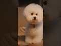 🐶 “When Your Friend Steals Your Biscuit…” 😂 #funny #doggielife #doggielife #doglife