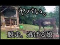 放牧。牛舎へ誘導するが…逃走…しかし…