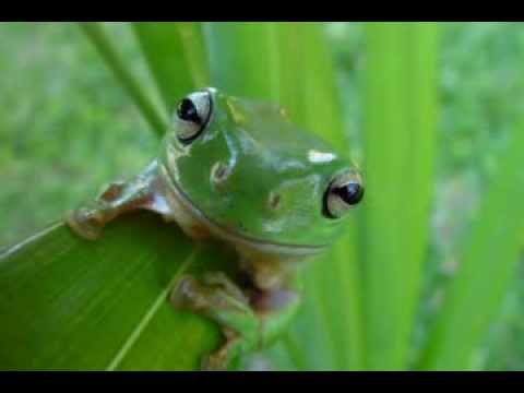 かえるのうた(frog song)
