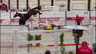 Ulka Lvp Z - 7Th Place Belgian Youngster Trial