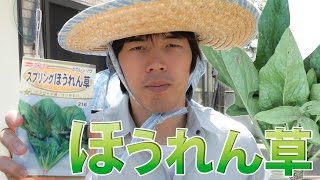 【家庭菜園】ほうれん草の種まき | ばあちゃんコラボ