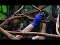 February 26, 2025 White-faced saki 'Cora' Has An Ultrasound.