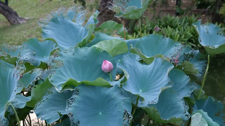 Fujifilm XF 18-120mm F4 LM PZ WR Powered Zoom demo