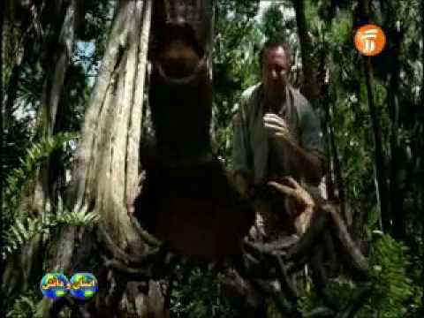 اكبر عقرب في العالم 