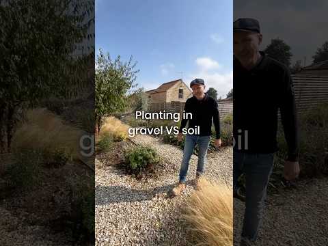 What Plants Grow Well In Gravel