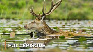 Scotland’s Wild Summer Comes Alive | Scotland: A Wild Year 102