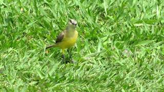 Cattle Tyrant - Machetornis rixosis