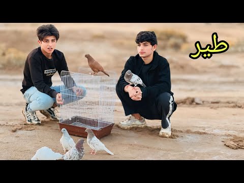 فلم قصير الطيور البريه
