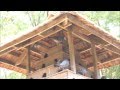 A traditional pigeon loft  pigoen house