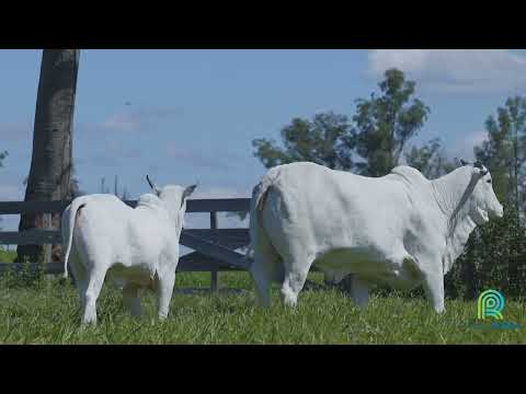 LOTE 01   MATILDA FIV AGUIA   MAA 282