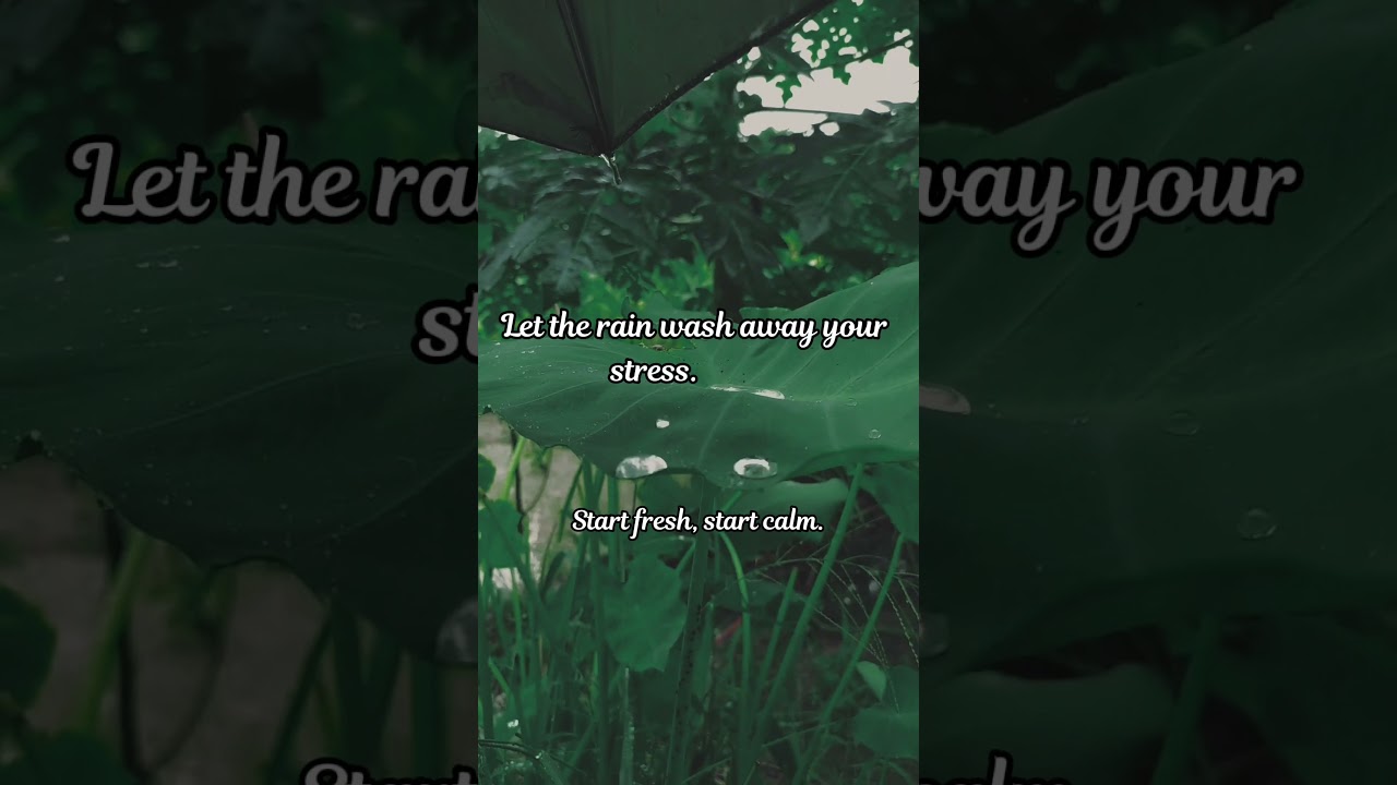 Just you & the rain 🌧️ 