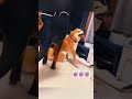 #funny #catfunny #pets