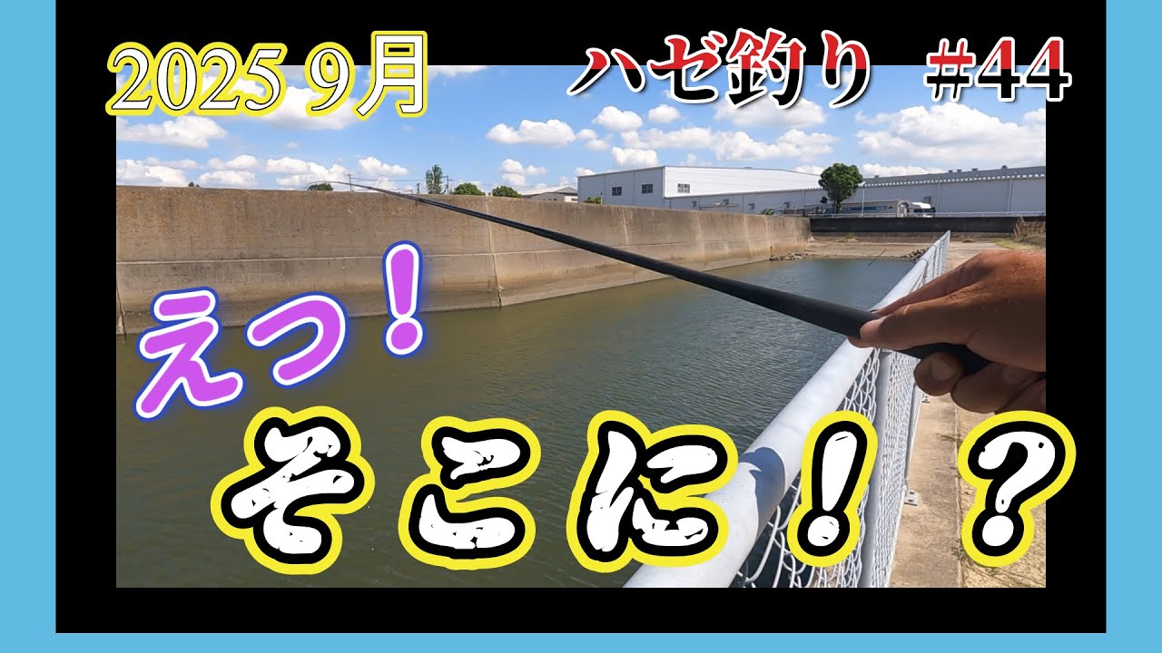 2025年【ハゼ釣り＃44】9月15日‗マジかっ！こんな所に居るはずないだろうと思ってたとこで釣ってみたら‗釣果情報