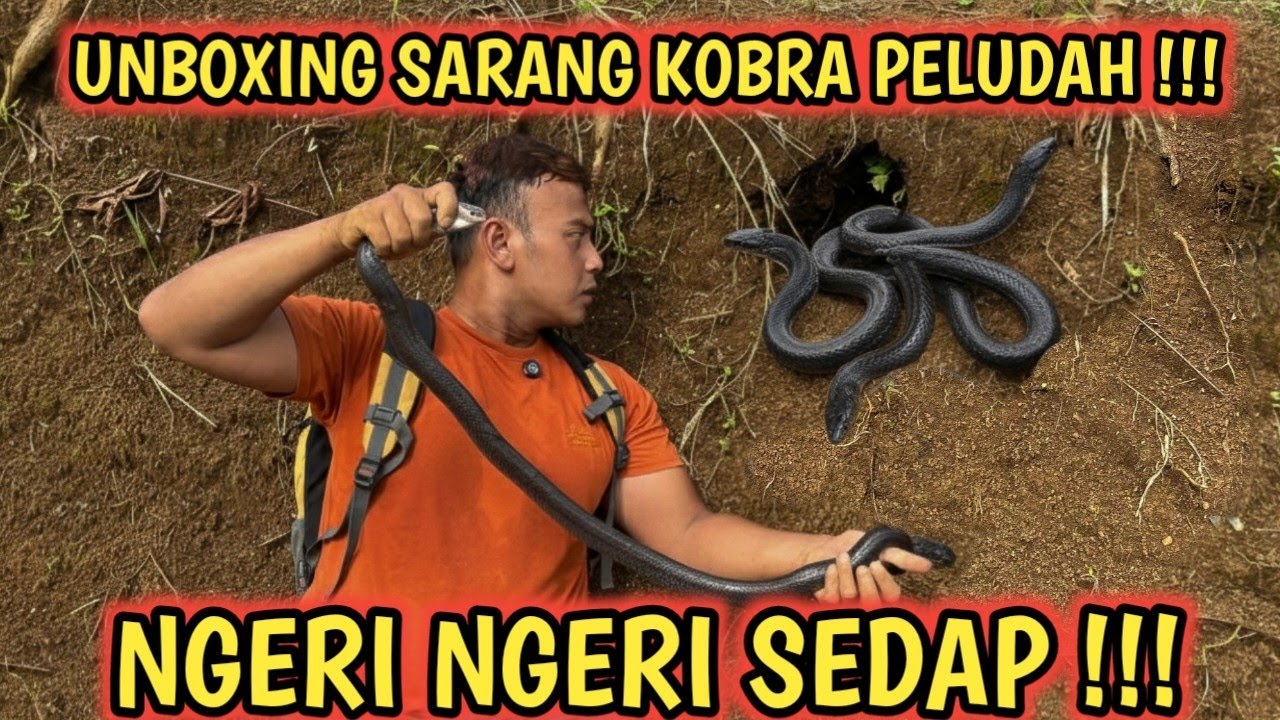 “Ternyata Begini  Sarang Ular Kobra  Di Tebing Tanah…”