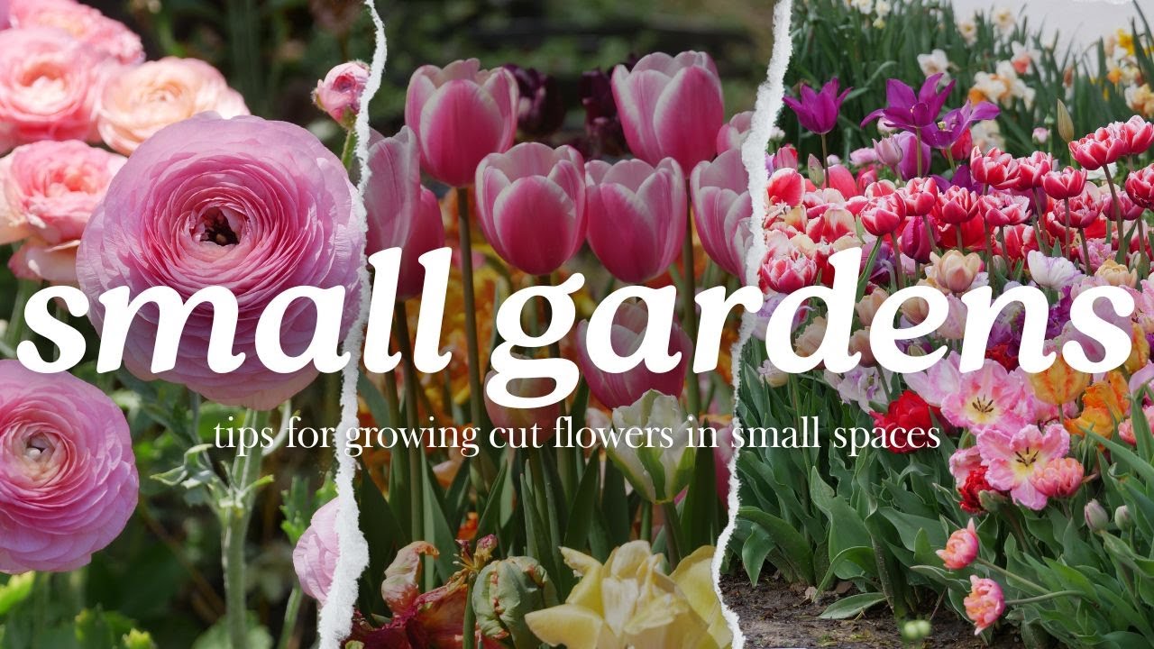 Top Tips for Growing Cut Flowers in Small Spaces// Backyard Flower Farm