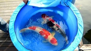 Modern Koi Blog #1184 - With Makoto at Volker's Spitzenkoi