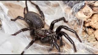 ARAÑA NEGRA DEL ALCORNOCAL