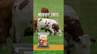 Chelated Mineral Mixture for Cow, Buffalo, Goat & Horse shorts