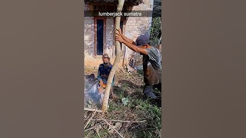 cutting down a super big teak tree#cuttingdowntrees#wood#tree#chainsaw#woodworking#apt