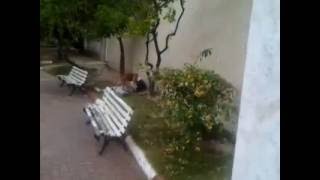 Cachorro Tentando Se Acasalar Com Bêbado. Que Bizarro