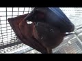 Clever Master Bart And His Cape Of Concealment Clever Master Bart And His Cape Of Concealment