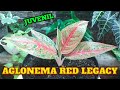 Aglonema red legacy selalu di koleksi aglonema lovers dan pecinta tanaman hias karena cantik