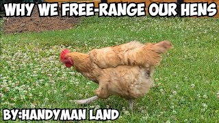 Why We Free-Range Our Hens