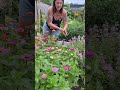 Why EVERYONE should be growing zinnias! #texasgarden #zinnias #flowergarden