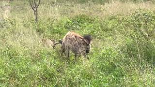 Leopard vs Hyena fight for kill