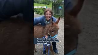 Stolen donkey comes home #itvnews #news #animals #hampshire #donkeys
