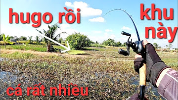 Khu vực này cá nhiều kinh khủng mà toàn hugo/câu cá lóc Gò Công|Thái Nguyễn fishing