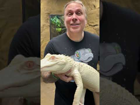 HAPPY REPTILE AWARENESS DAY! I THE REPTARIUM #SHORTS
