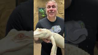 HAPPY REPTILE AWARENESS DAY! I THE REPTARIUM #SHORTS screenshot 5