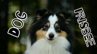 Airin's first training DOGFRISBEE | Sheltie - 9,5 months by Terka Šubrtová 2,877 views 8 years ago 2 minutes, 8 seconds