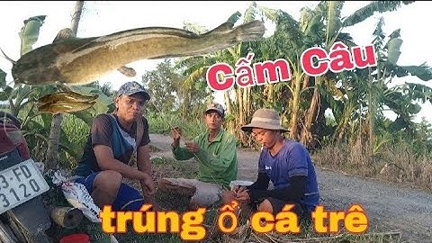Phần 2/Cấm Câu Trong Đám Lục Bình Gặp Ổ Cá Trê Khủng _ Thạch Bol vlog