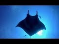 Socorro - Diving with Giant Mantas, Whale Sharks and Dolphins - 4K