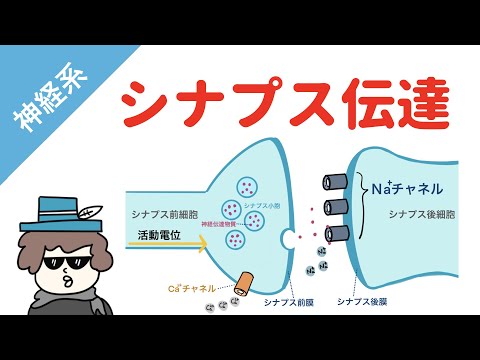 【神経系】シナプス伝達（EPSPとIPSP）