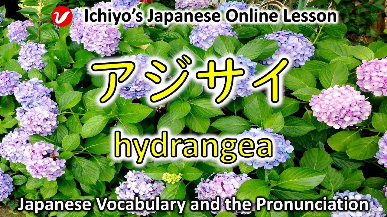 紫陽花 (あじさい、アジサイ、ajisai) | hydrangea | Japanese