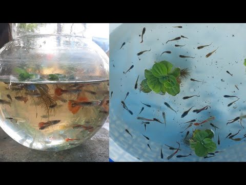 How to breed guppies step by step